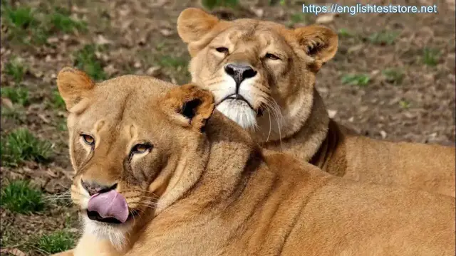 Video thumbnail for Lion - Simple Science in English