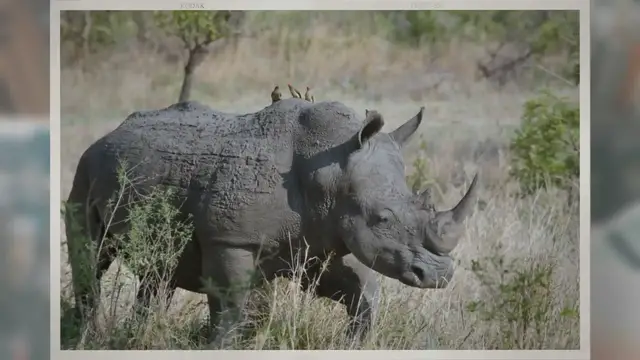 Video thumbnail for Where Do Rhinos Originate From?