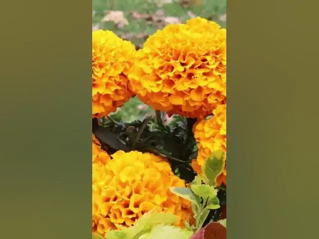 'Video thumbnail for Best Summer Flowers That Love the Heat'