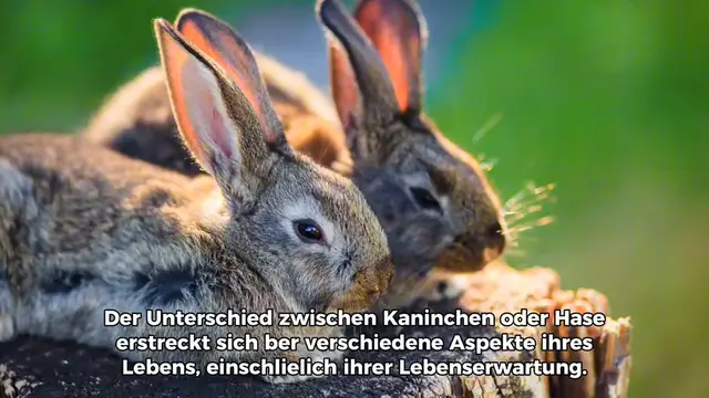 Video thumbnail for Kaninchen oder Hase: Der Unterschied in der Lebenserwartung