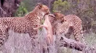 Video thumbnail for 2 Cheetahs Kill Impala Lamb Right Next to Road