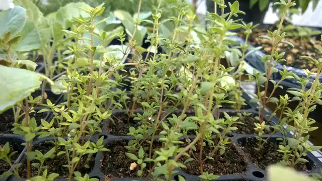 Video thumbnail for Little Known Benefits of Fine Leaf Thyme (Thymus Vulgaris)