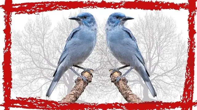 Video thumbnail for 5 Minutes Pinyon Jay Call/Sound/Song