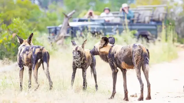 Video thumbnail for 17 Wild Dogs - LIVE!