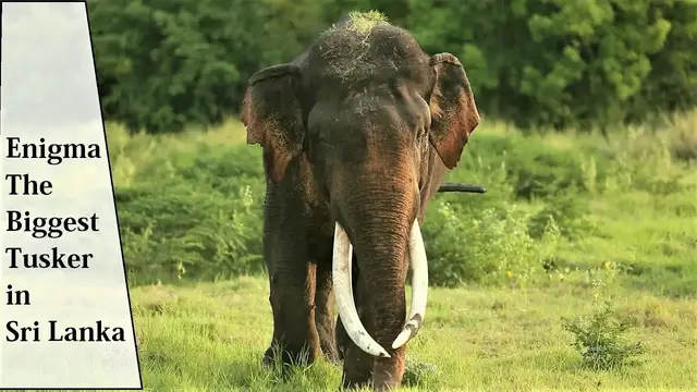 Video thumbnail for Biggest tusk bearing Elephant in Sri Lanka | Close encounter