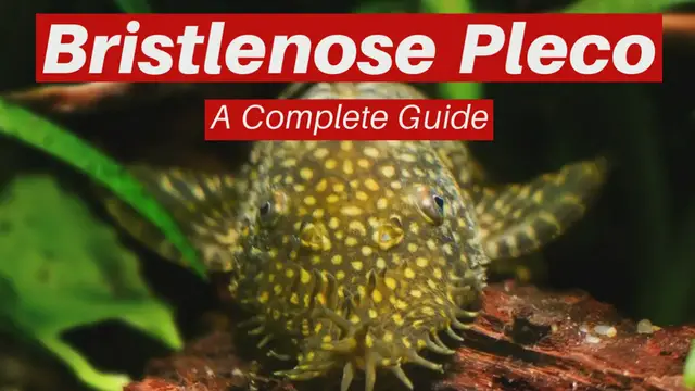 Video thumbnail for Bristlenose_Pleco