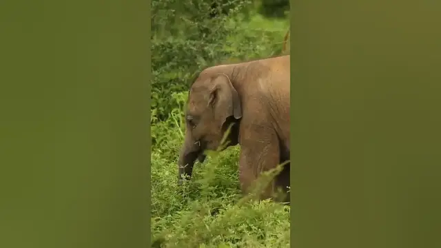 Video thumbnail for A baby elephant walking away from the herd #shorts