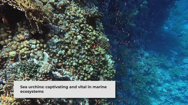 Video thumbnail for Can Dogs Eat Sea Urchin? Exploring the Safety and Benefits