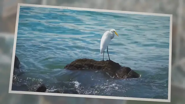 'Video thumbnail for What Do White cranes eat?'