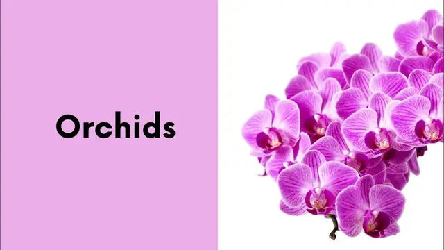 Video thumbnail for What are Flowering Plants? || 10 Examples of Flowering Plants -A Calming Visual Tour with Flowers