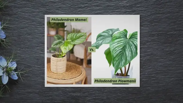 'Video thumbnail for Philodendron Mamei Vs. Plowmanii Better Comparision'