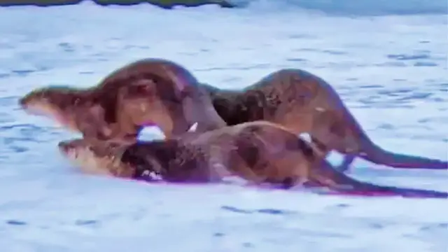 'Video thumbnail for Wrestling Otters Slip and Slide on Ice'