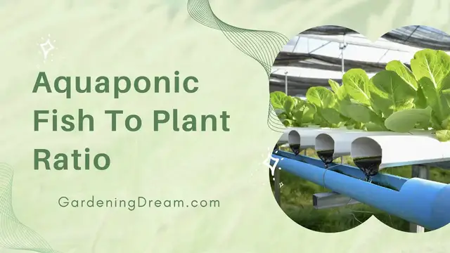Video thumbnail for Aquaponic Fish To Plant Ratio