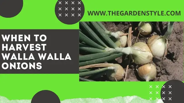 Video thumbnail for How & When to Harvest Walla Walla Onions 🧅
