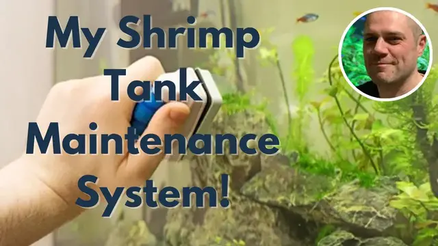 Video thumbnail for Shrimp Tank Maintenance (Clean up and Water Change)