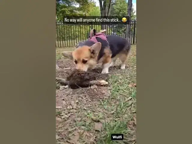 Video thumbnail for Funny Dog