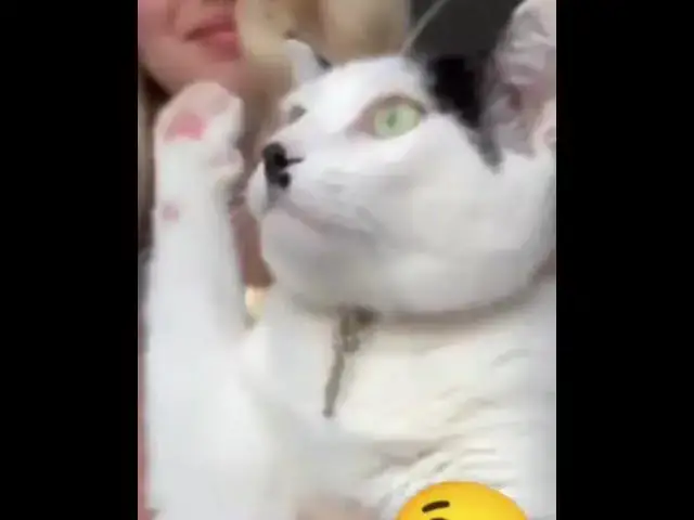 Video thumbnail for Funny Cat