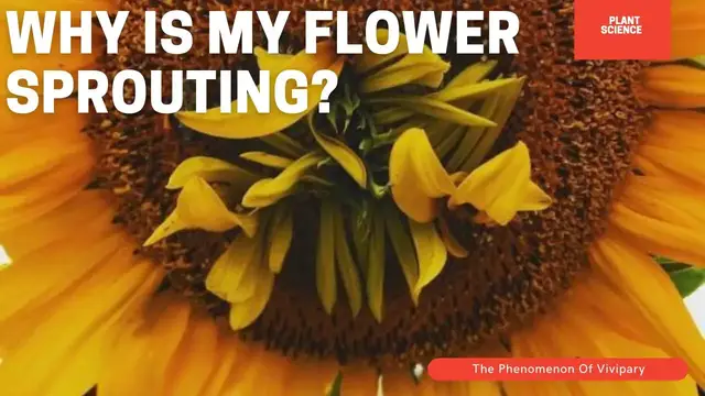 Video thumbnail for Why Do Tomatoes & Flowers Sprout New Plants? The Science Of Vivipary // Gardening In Canada