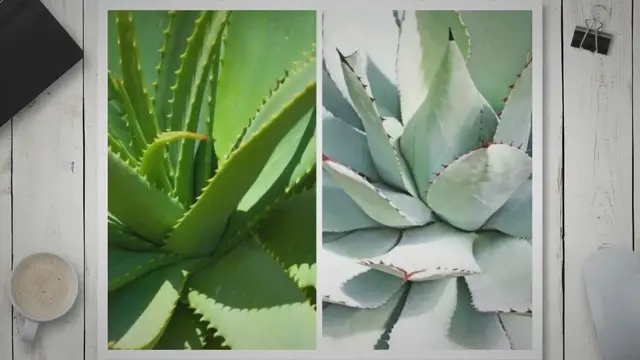 'Video thumbnail for Agave und Aloe Vera: Unterschiede und Gemeinsamkeiten'