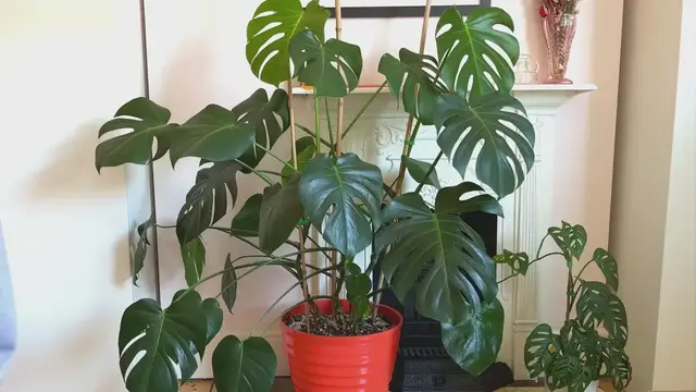 Video thumbnail for 9 Pro Tips For a Big Bushy Monstera Deliciosa (Swiss Cheese Plant)