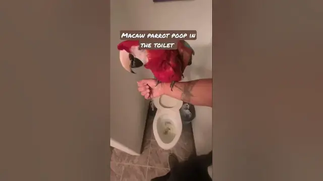 Video thumbnail for training parrot to poop in the toilet