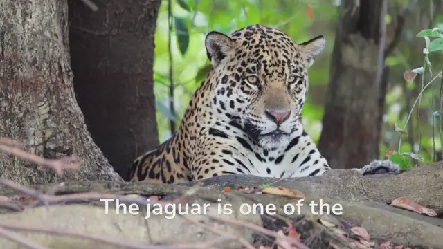 Video thumbnail for Jaguar Habits Unveiled: Go Wild With the Big Cats!
