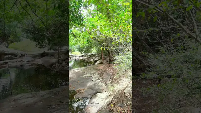 Video thumbnail for Wilderness living | Beautiful Nature of Knuckles in Sri Lanka #Shorts