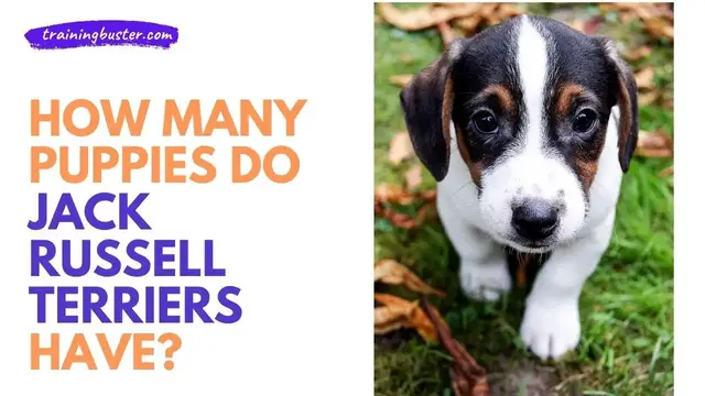 Video thumbnail for How Many Puppies do Jack Russell Terriers Have?