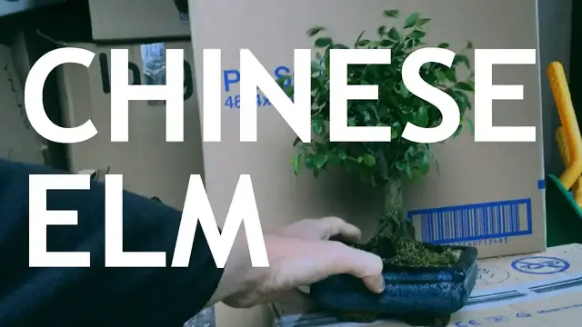 'Video thumbnail for Buying a Chinese Elm Bonsai From Amazon'