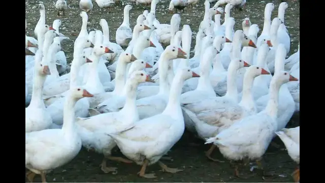 Video thumbnail for Weidegänse im Burgenland