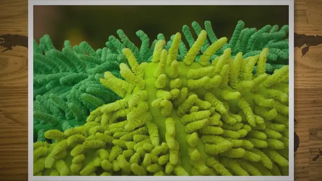 Video thumbnail for The ‘Obituary’ for the Great Barrier Reef