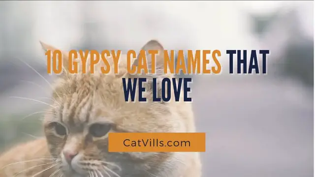 Video thumbnail for 10 GYPSY CAT NAMES THAT WE LOVE