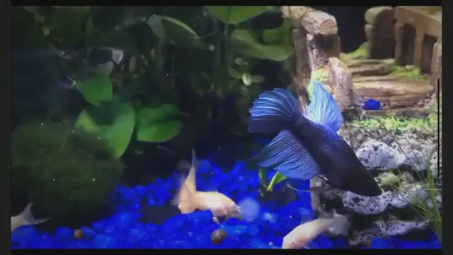 Video thumbnail for Black Ghost Knifefish Care Guide: All You Need To Know