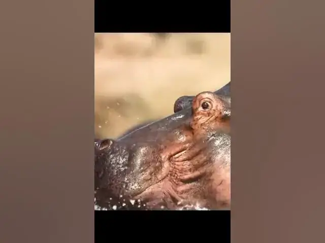Video thumbnail for Hippo vs Crockodile