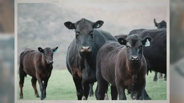 Video thumbnail for Why Do Cows Moo at Night?