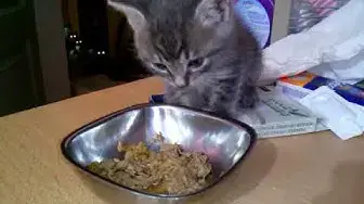 'Video thumbnail for My cats watching the adorable new kitten - funny eyes'