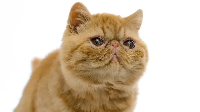 Video thumbnail for Kot egzotyczny – czy to krótkowłosy pers? Sprawdź, co wyróżnia koty egzotyczne!