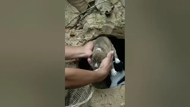 Video thumbnail for arshadmilton #shortvideo