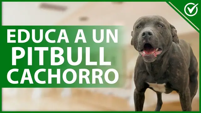 Video thumbnail for 🐶 ¿Cómo puedes EDUCAR a un perro raza PITBULL desde que es un CACHORRO? 🐶