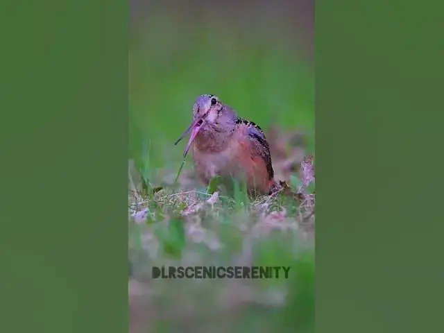 'Video thumbnail for American woodcock'