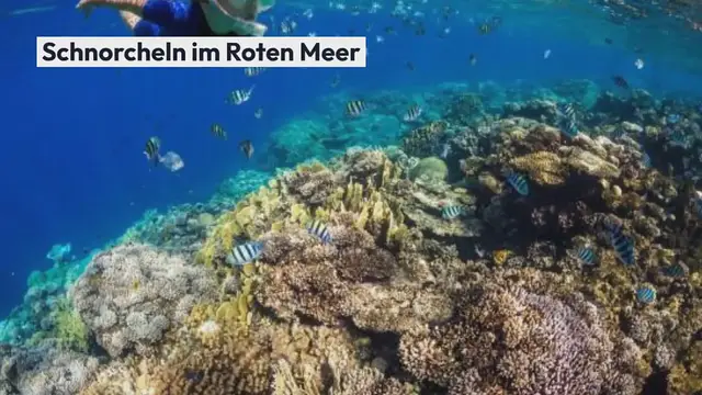 Video thumbnail for Schnorcheln im Roten Meer Erlebt eine unglaubliche Artenvielfalt vor der Küste El Gounas