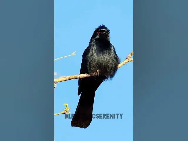 'Video thumbnail for Southern black flycatcher'