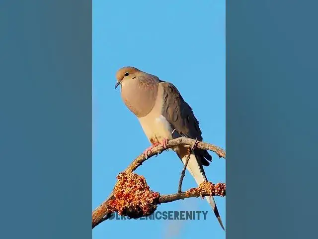 'Video thumbnail for Mourning dove'