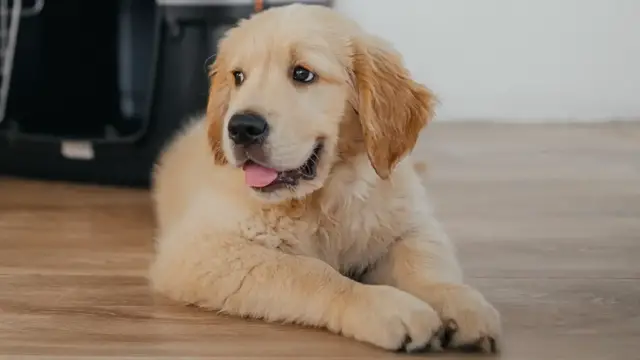 Video thumbnail for Flying With A Puppy? Essential Tips Every Dog Owner Should Know