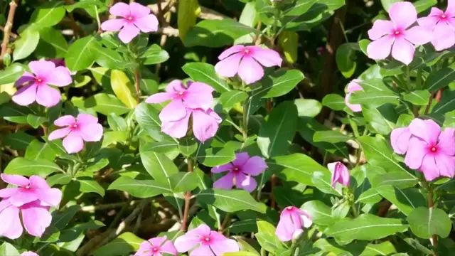 'Video thumbnail for 10 Low Maintenance Flowers that Tolerate High Temperatures and Heat'