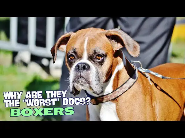 Video thumbnail for Why Are Boxers the "Worst" Dogs? 🐶
