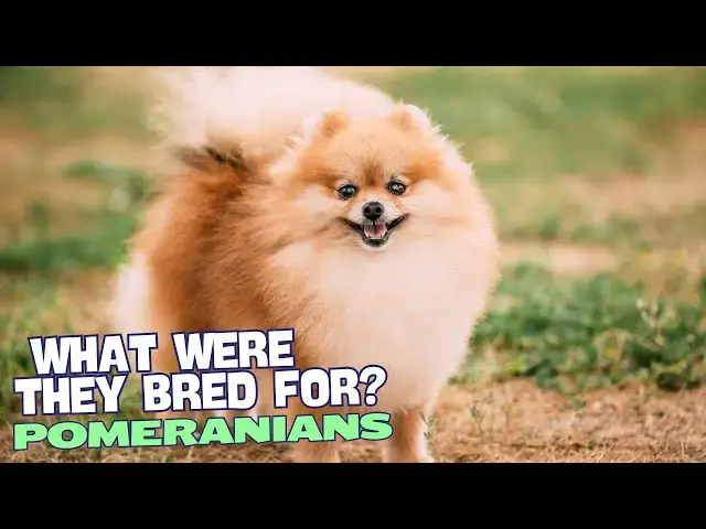 Video thumbnail for What Were Pomeranian Dogs Bred For? 🐕🏔️