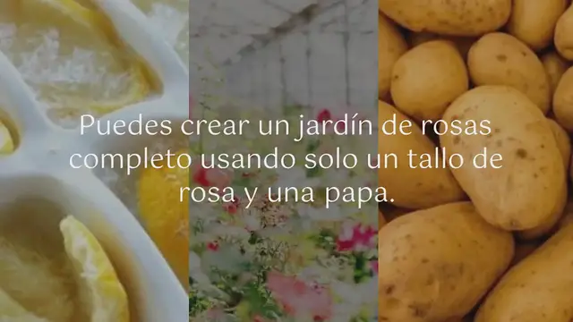 Video thumbnail for Ponga un tallo de rosa en una papa: vea qué sucede una semana después: