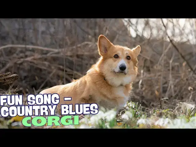 'Video thumbnail for Corgi Country Blues馃惥馃幐'
