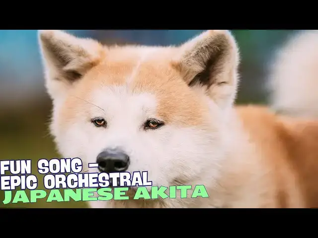 'Video thumbnail for Akita Kingdom馃惥馃幎'